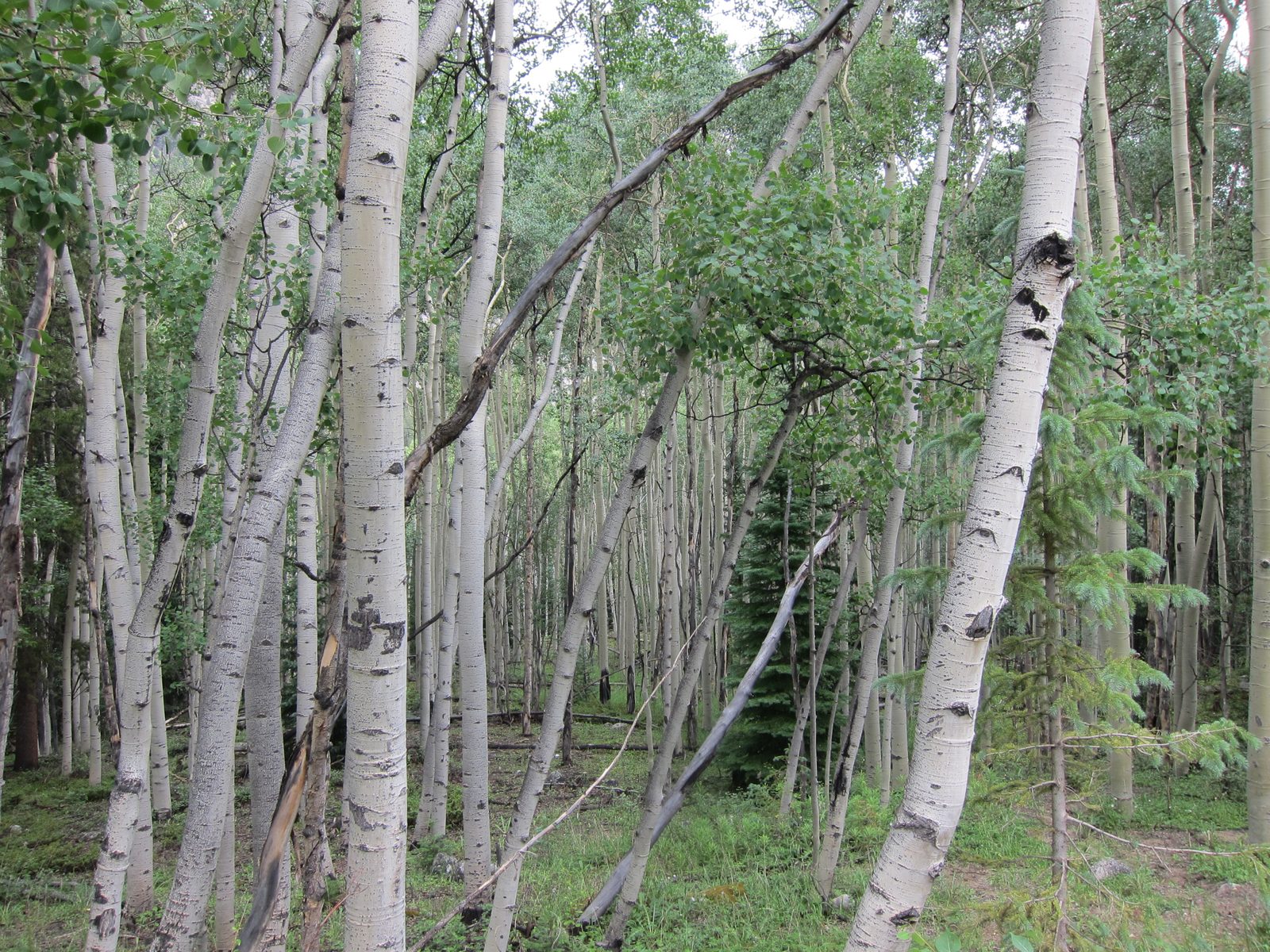 Passed through lovely Aspen groves on our way to St Elmo, a "ghost town".